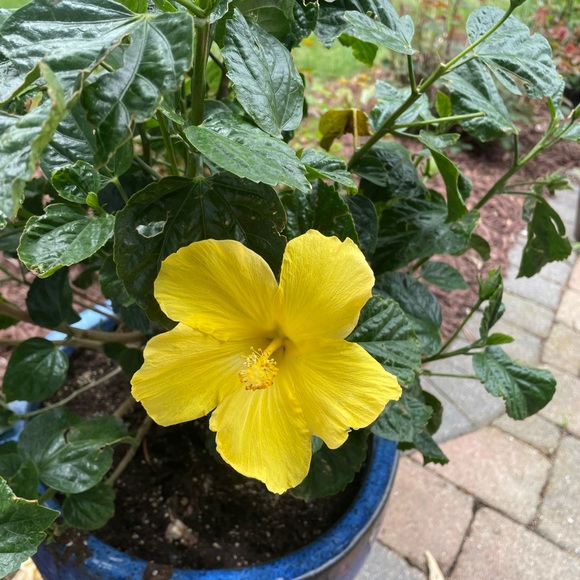 Meet your Posher, Olivia - Picture 1 of 1